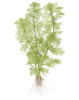 Limnophila aquatica en aquarium, aspect buissonnant