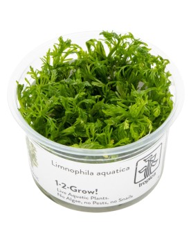 Limnophila aquatica en aquarium, aspect buissonnant