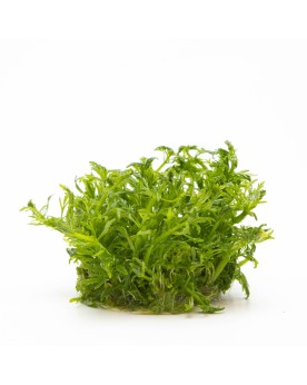 Limnophila aquatica en aquarium, aspect buissonnant