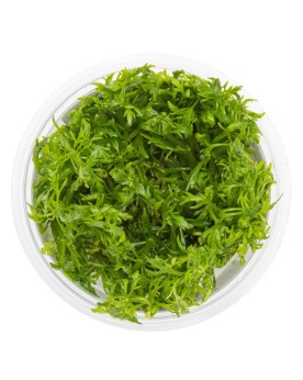 Limnophila aquatica en aquarium, aspect buissonnant