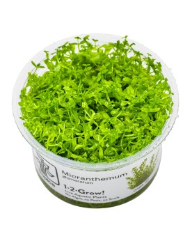 Hemianthus micranthemoides en bosquet pour nano aquarium