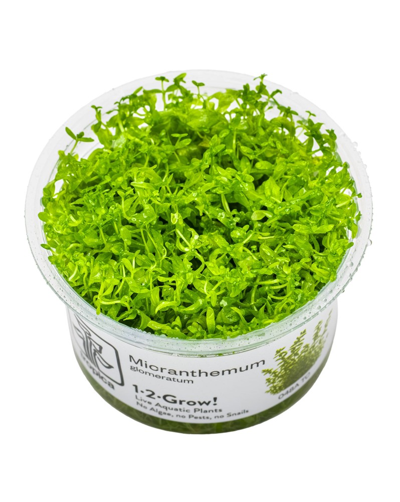 Hemianthus micranthemoides en bosquet pour nano aquarium