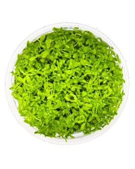 Hemianthus micranthemoides en bosquet pour nano aquarium