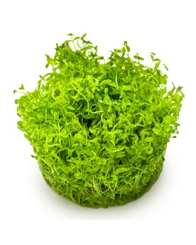 Hemianthus micranthemoides en bosquet pour nano aquarium
