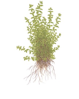 Hemianthus micranthemoides en bosquet pour nano aquarium