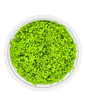 Hemianthus callitrichoides tapis verdoyant en aquarium