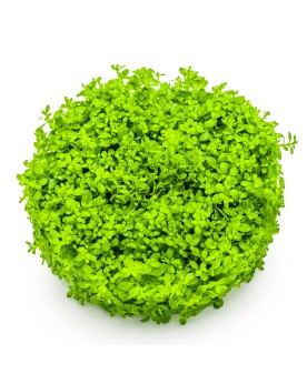 Hemianthus callitrichoides tapis verdoyant en aquarium