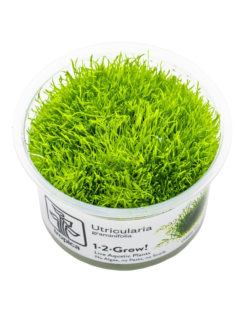 Utricularia graminifolia en aquarium