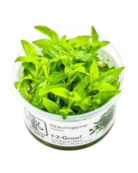 Staurogyne repens plante d avant plan pour aquarium