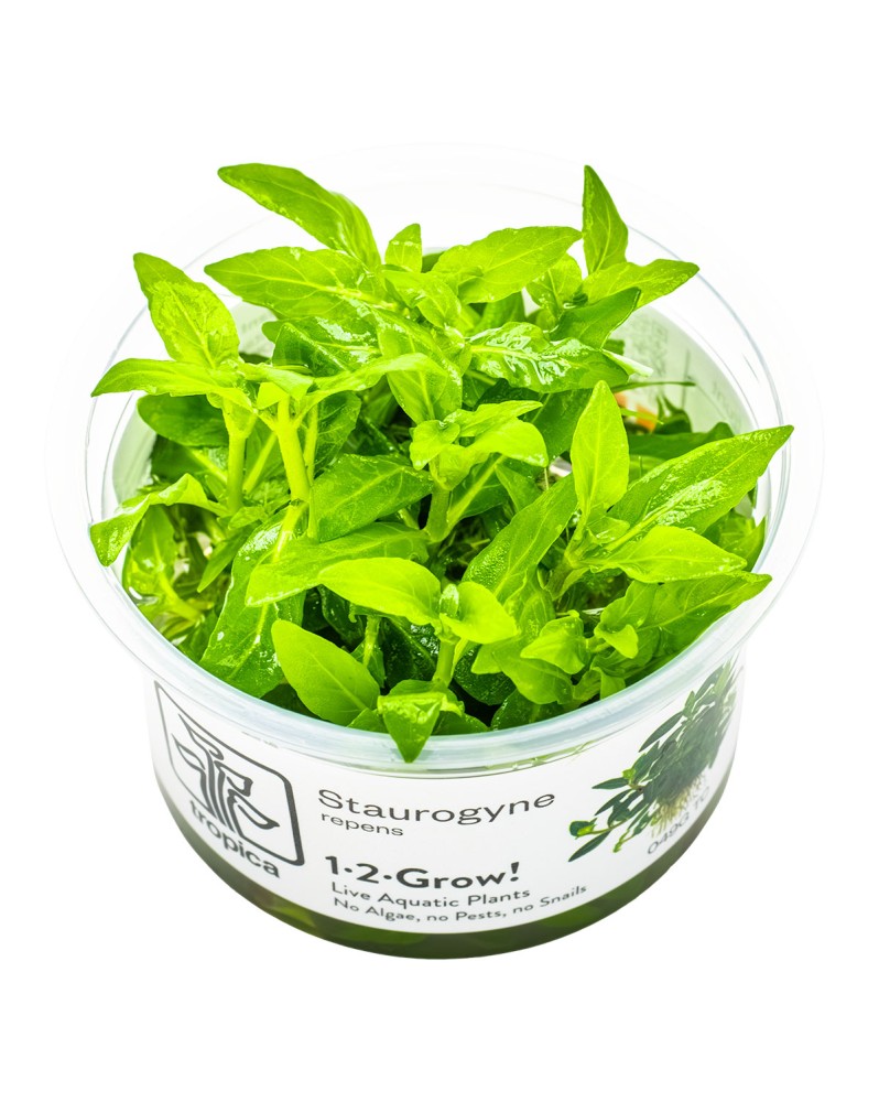 Staurogyne repens plante d avant plan pour aquarium
