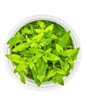 Staurogyne repens plante d avant plan pour aquarium