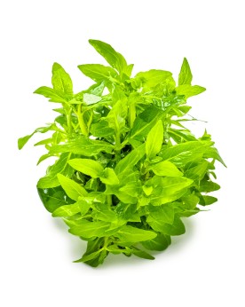 Staurogyne repens plante d avant plan pour aquarium