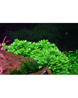 Staurogyne repens plante d avant plan pour aquarium