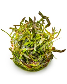 Araguaia - Hygrophila lancea plante a tige