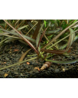 Araguaia - Hygrophila lancea plante a tige