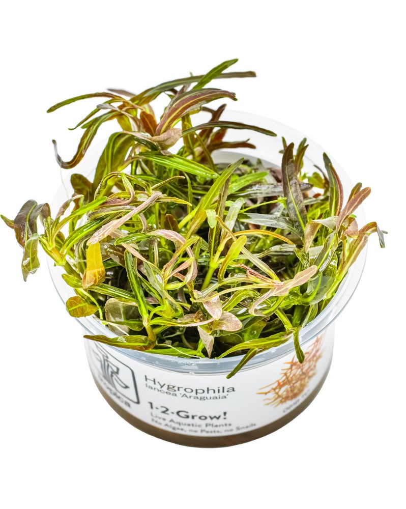 Araguaia - Hygrophila lancea plante a tige