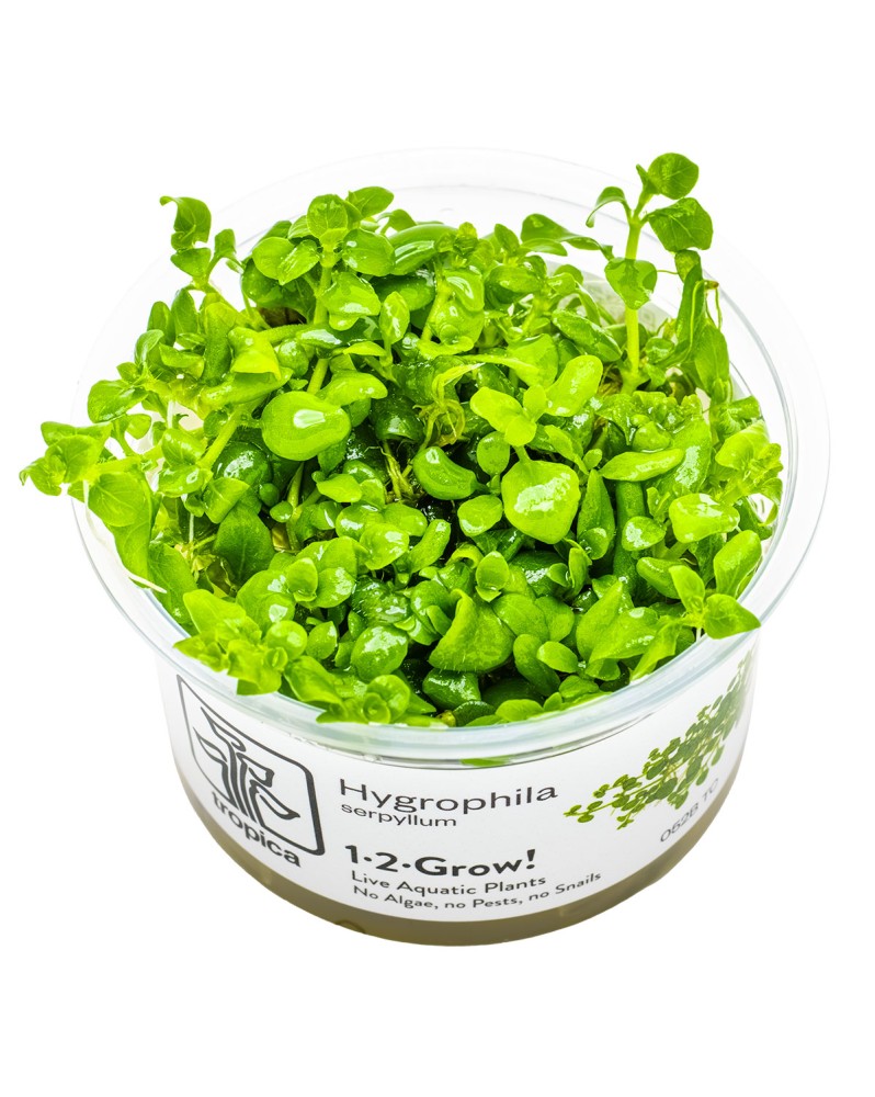 Hygrophila Serpyllum plante aquatique au feuillage arrondi