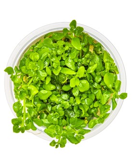 Hygrophila Serpyllum plante aquatique au feuillage arrondi