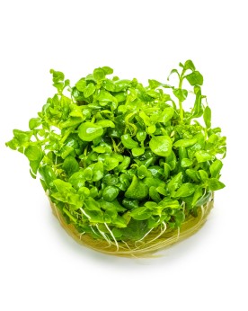 Hygrophila Serpyllum plante aquatique au feuillage arrondi
