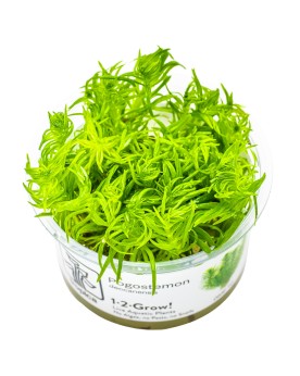 Pogostemon deccanensis tiges vert clair