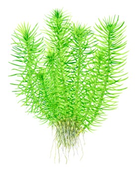 Pogostemon deccanensis tiges vert clair