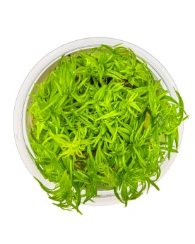 Pogostemon deccanensis tiges vert clair