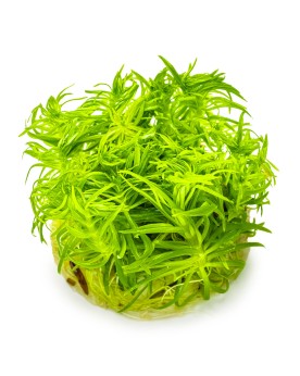 Pogostemon deccanensis tiges vert clair
