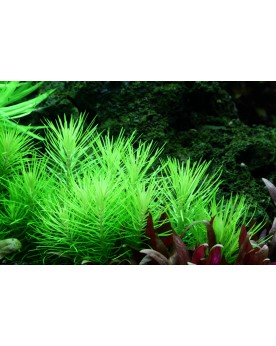 Pogostemon deccanensis tiges vert clair