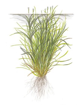 Blyxa japonica en aquarium, feuilles pouvant rougir