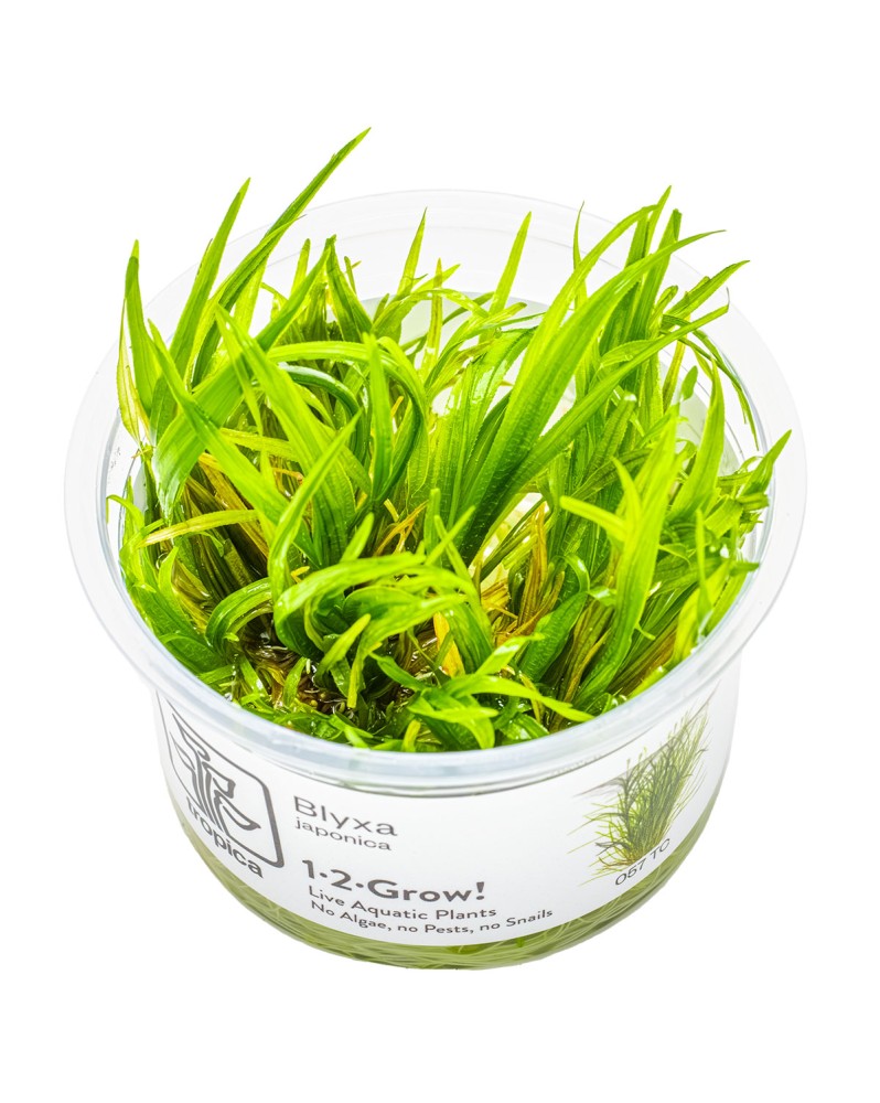 Blyxa japonica en aquarium, feuilles pouvant rougir
