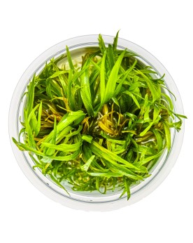 Blyxa japonica en aquarium, feuilles pouvant rougir