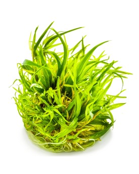 Blyxa japonica en aquarium, feuilles pouvant rougir