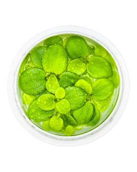 Plante flotteuse sud americaine, feuilles 1-3 cm