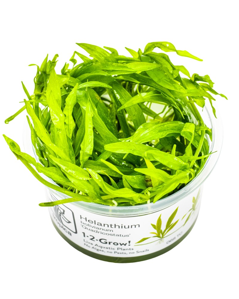 Plante a rosette verte pour aquarium
