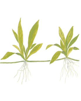 Plante a rosette verte pour aquarium