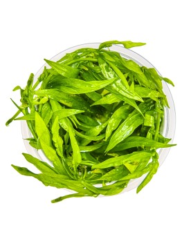 Plante a rosette verte pour aquarium