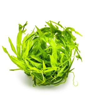 Plante a rosette verte pour aquarium