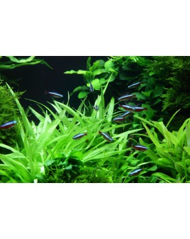 Plante a rosette verte pour aquarium