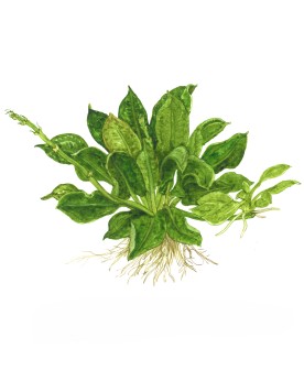 Echinodorus Grisebachii feuilles 20 cm