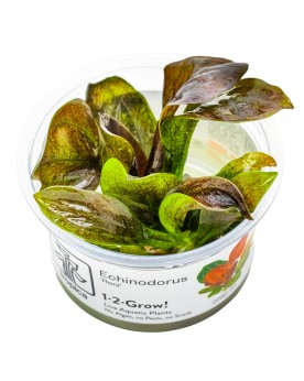 Echinodorus Reni plante rouge compacte 15-40 cm