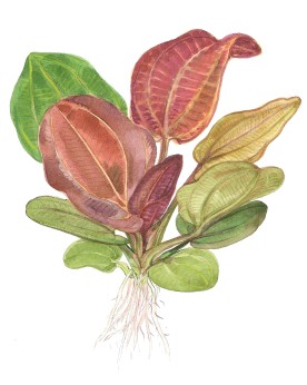 Echinodorus Reni plante rouge compacte 15-40 cm