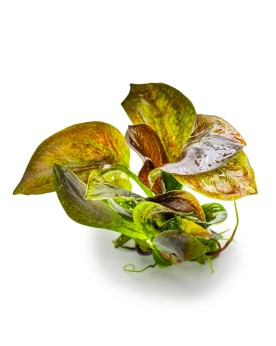 Echinodorus Reni plante rouge compacte 15-40 cm