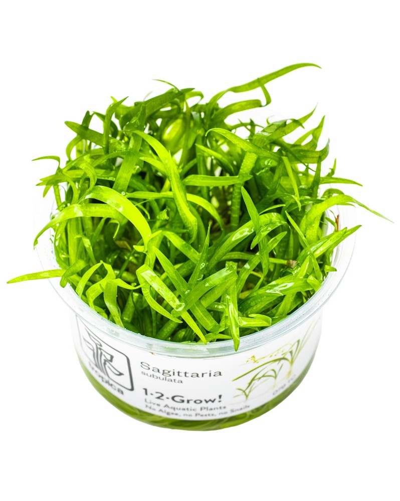 Buisson dense pot espacement 2 a 4 cm