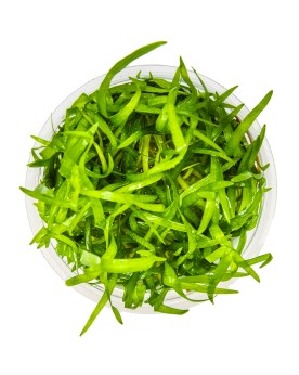 Buisson dense pot espacement 2 a 4 cm