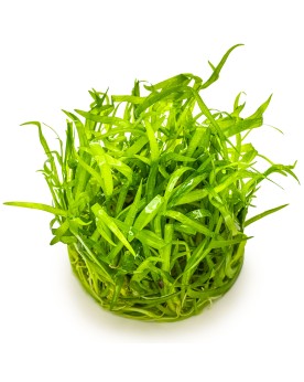 Buisson dense pot espacement 2 a 4 cm