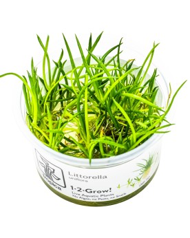 Littorella uniflora en aquarium, gazon aquatique des berges