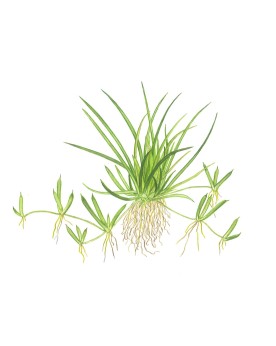Littorella uniflora en aquarium, gazon aquatique des berges