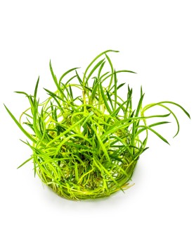 Littorella uniflora en aquarium, gazon aquatique des berges