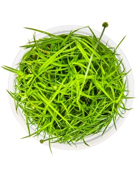 Eriocaulon cinerum en aquarium rosette