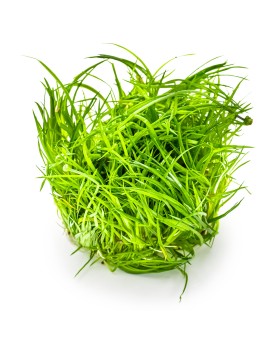 Eriocaulon cinerum en aquarium rosette